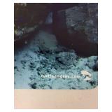 Turtleandray.com Shipwreck Underwater Photograph Print 12x8 Inches