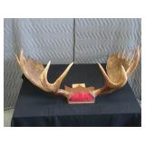 RARE! MASSIVE, HEAVY MOOSE ANTLERS