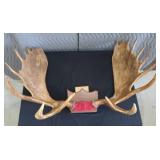 RARE! MASSIVE, HEAVY MOOSE ANTLERS