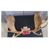 RARE! MASSIVE, HEAVY MOOSE ANTLERS