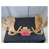 RARE! MASSIVE, HEAVY MOOSE ANTLERS