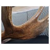 RARE! MASSIVE, HEAVY MOOSE ANTLERS