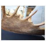 RARE! MASSIVE, HEAVY MOOSE ANTLERS