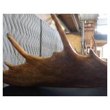 RARE! MASSIVE, HEAVY MOOSE ANTLERS