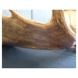 RARE! MASSIVE, HEAVY MOOSE ANTLERS
