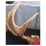 RARE! MASSIVE, HEAVY MOOSE ANTLERS