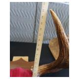RARE! MASSIVE, HEAVY MOOSE ANTLERS