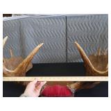 RARE! MASSIVE, HEAVY MOOSE ANTLERS
