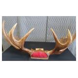 RARE! MASSIVE, HEAVY MOOSE ANTLERS
