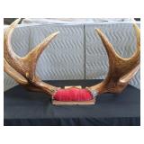 RARE! MASSIVE, HEAVY MOOSE ANTLERS