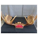 RARE! MASSIVE, HEAVY MOOSE ANTLERS