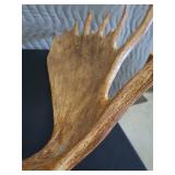 RARE! MASSIVE, HEAVY MOOSE ANTLERS