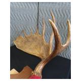 RARE! MASSIVE, HEAVY MOOSE ANTLERS