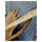 RARE! MASSIVE, HEAVY MOOSE ANTLERS