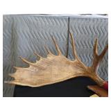 RARE! MASSIVE, HEAVY MOOSE ANTLERS