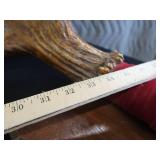 RARE! MASSIVE, HEAVY MOOSE ANTLERS