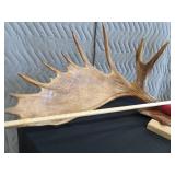 RARE! MASSIVE, HEAVY MOOSE ANTLERS