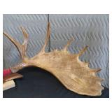 RARE! MASSIVE, HEAVY MOOSE ANTLERS