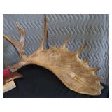 RARE! MASSIVE, HEAVY MOOSE ANTLERS