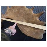 RARE! MASSIVE, HEAVY MOOSE ANTLERS