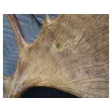 RARE! MASSIVE, HEAVY MOOSE ANTLERS