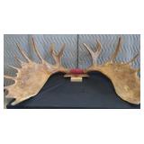 RARE! MASSIVE, HEAVY MOOSE ANTLERS