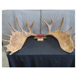 RARE! MASSIVE, HEAVY MOOSE ANTLERS