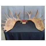 RARE! MASSIVE, HEAVY MOOSE ANTLERS
