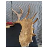 RARE! MASSIVE, HEAVY MOOSE ANTLERS