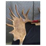RARE! MASSIVE, HEAVY MOOSE ANTLERS