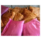 NEED PILLOW??