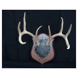 8PT DEER ANTLERS
