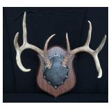 8PT DEER ANTLERS