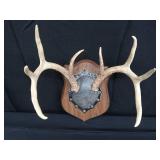 8PT DEER ANTLERS