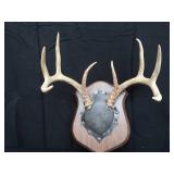 8PT DEER ANTLERS