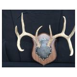 8PT DEER ANTLERS