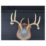 8PT DEER ANTLERS