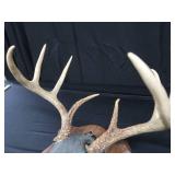 8PT DEER ANTLERS