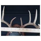 8PT DEER ANTLERS