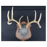8PT DEER ANTLERS