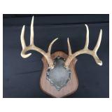 8PT DEER ANTLERS