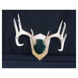MOUNTED DEER ANTLERS
