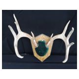 MOUNTED DEER ANTLERS