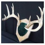 MOUNTED DEER ANTLERS