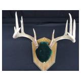 MOUNTED DEER ANTLERS