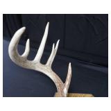 MOUNTED DEER ANTLERS