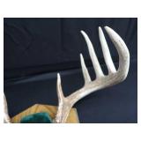 MOUNTED DEER ANTLERS