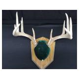 MOUNTED DEER ANTLERS