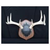 MOUNTED DEER ANTLERS