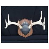 MOUNTED DEER ANTLERS